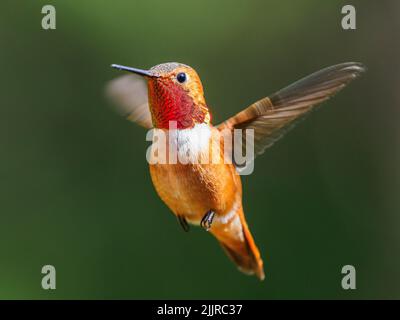 Un maschio Hummingbird Rufous (Selasforo rufus) che si sorvolava a mezz'aria Foto Stock