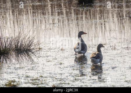 Una foto ravvicinata di due simpatiche anatre che camminano sul lago la sera Foto Stock
