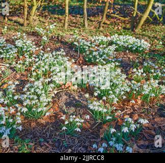 Campo di fiori bianchi e selvaggi in una lussureggiante foresta verde in una giornata di sole. Nevicate che crescono in un parco sereno e tranquillo con zen. Bellezza nella natura con Foto Stock