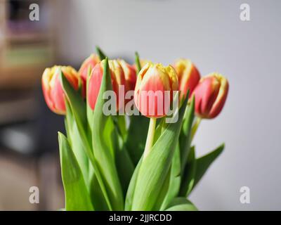 Una messa a fuoco poco profonda di un bouquet di tulipani rossi su uno sfondo sfocato Foto Stock