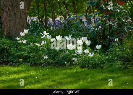 Bellissimi, bianchi e freschi fiori da giardino che crescono in primavera in una giornata di sole all'aperto. Primo piano di tulipano didiers della specie di piante tulipa gesneriana Foto Stock
