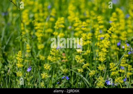 Crociata laevipes fiore nel prato Foto Stock