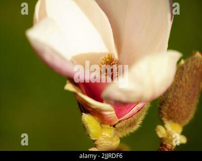 Un primo colpo di ramoscelli illuminati dal sole e fiori di un albero di magnolia Foto Stock