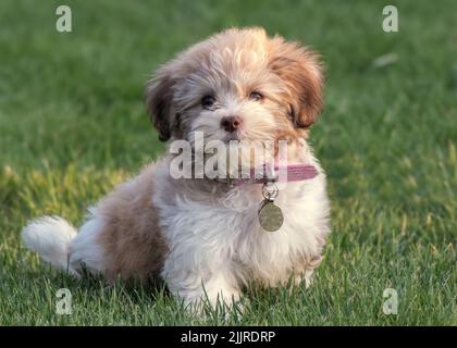 Un primo colpo di un cucciolo di bichon Havanese seduto sull'erba Foto Stock