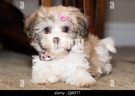 Primo piano di un cucciolo di bichon Havanese adagiato sul tappeto Foto Stock