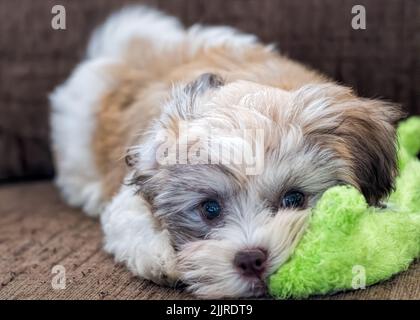 Primo piano di un cucciolo di bichon Havanese che giace sul divano e tiene un giocattolo in bocca Foto Stock