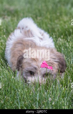 Un colpo verticale di un cucciolo di bichon Havanese con un arco rosa adagiato sull'erba Foto Stock