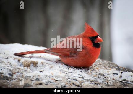 Primo piano di un cardinale settentrionale seduto su un ceppo di alberi innevati Foto Stock