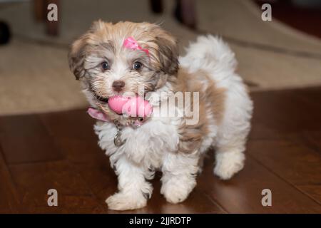 Un cucciolo di bichon Havanese con un arco rosa che tiene un giocattolo in bocca Foto Stock