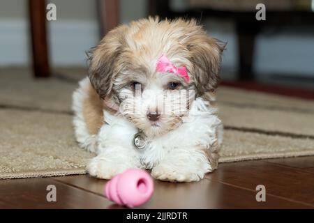 Un primo piano di un cucciolo di bichon Havanese con il suo giocattolo adagiato sul tappeto Foto Stock