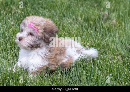 Primo piano di un cucciolo di bichon Havanese con un arco rosa adagiato sull'erba Foto Stock