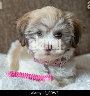 Un primo piano di un cucciolo di bichon Havanese con il suo giocattolo adagiato sul tappeto Foto Stock