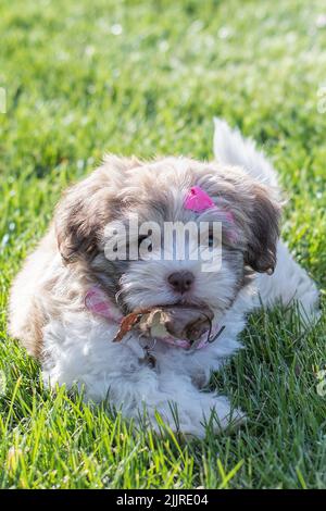 Un colpo verticale di un cucciolo di bichon Havanese con un arco rosa adagiato sull'erba Foto Stock