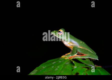 La rana parapendio di Malabar (Rhacophorus malabaricus) è una specie di rana arborea rinoforica che si trova nei Ghati occidentali dell'India. Foto Stock