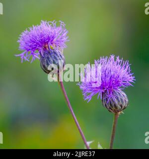 Boccioli di fiori del cardo della pianta medicinale o del cardo del latte Foto Stock