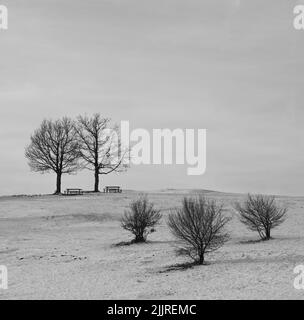 Un'immagine in scala di grigi di piccoli alberi nel deserto Foto Stock