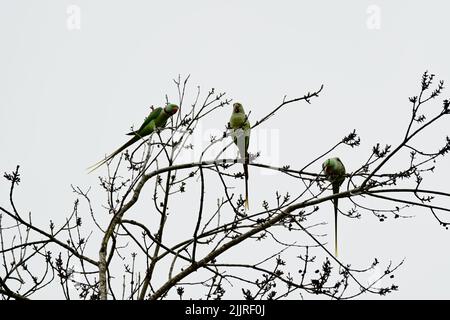 Un bel colpo di parakeets rosa arroccato su un albero Foto Stock