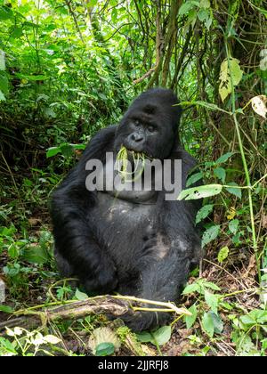 Un colpo verticale di un gorilla adulto con erba in bocca nel Parco Nazionale Virunga Foto Stock