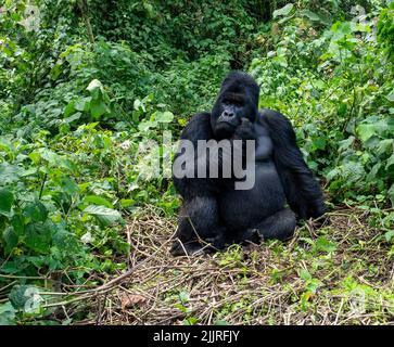 Un gorilla adulto nel Parco Nazionale di Virunga, nella Valle del Rift Albertine nella parte orientale della Repubblica Democratica del Congo Foto Stock