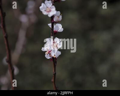 Primo piano di boccioli di albicocche bianche in fiore su ramoscelli con sfondo bokeh Foto Stock