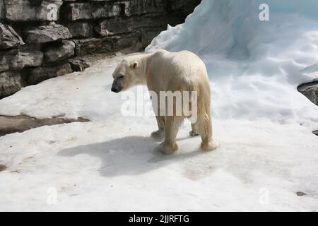 Un orso polare in piedi sul terreno ghiacciato nello zoo Foto Stock