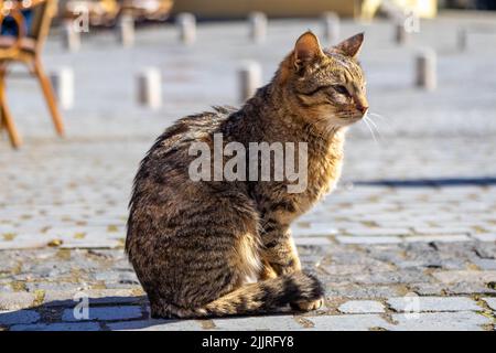 A closeup of an adorable gray cat sitting on the paved ground Foto Stock