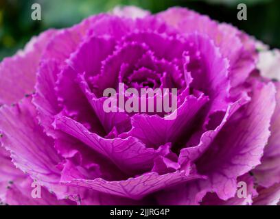 Primo piano di Ornamental Kale, Brassica oleracea. Foto Stock