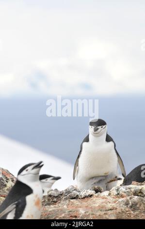 Un pinguino Chintrap con il suo pulcino a fuoco selettivo Foto Stock