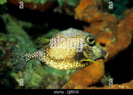 Trunkfish liscio (triqueter Lactophrys), in una barriera corallina caraibica, Isole Cayman, Caraibi Foto Stock