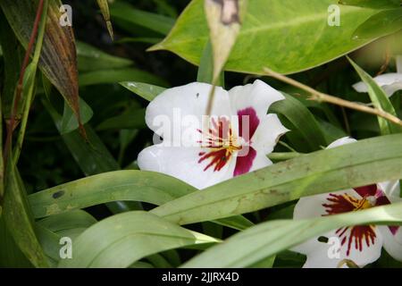 Un primo colpo di fiori di orchidea miltonia che crescono tra le foglie verdi in giardino in una giornata di sole Foto Stock