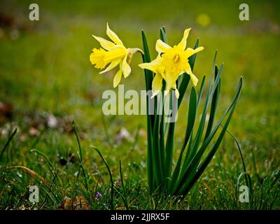 Un primo piano di fiori gialli di daffodil che crescono in erba verde in primavera Foto Stock