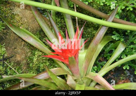 Un primo piano di una pianta di bromuria che cresce in giardino in una giornata di sole con sfondo sfocato Foto Stock