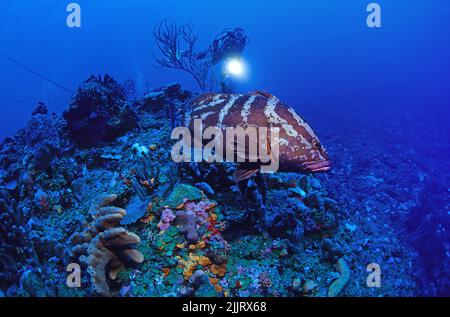 Scuba Diver guarda un Nassau Grouper (Epinephelus striatus) in una barriera corallina caraibica, Saba, Antille Olandesi, Caraibi Foto Stock