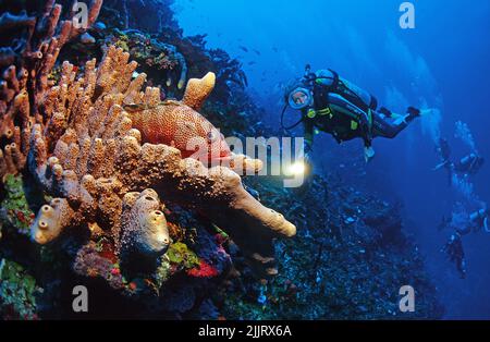 Il subacqueo guarda su una cotenna rossa (Epinephelus guttatus) adagiato su una spugna tubolare marrone (Agelas conifera), Saba, Antille Olandesi, Caraibi Foto Stock