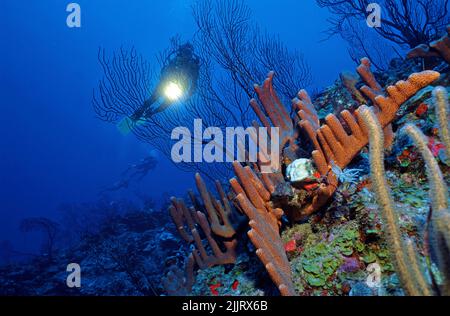 Subacqueo in una barriera corallina caraibica con spugne per tubi d'organo (Agelas conifera) e appassionati di acque profonde (Iciligorgia schrammi), Saba, Caraibi Foto Stock