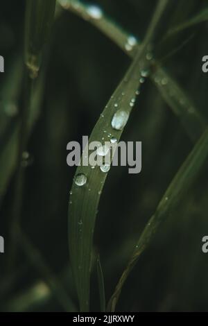 Un primo piano verticale di un'erba verde ricoperta di gocce d'acqua Foto Stock