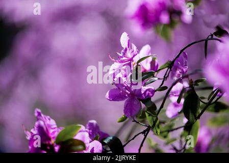 Un fuoco selettivo di un bel fiore viola rosmarino selvatico con foglie verdi in un giardino Foto Stock