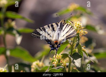 farfalla scarna coda di rondine (iphiclides podalirius) seduta sulla fioritura vincetoxicum hirundinaria fiore visto sul santuario delle farfalle sentiero Foto Stock