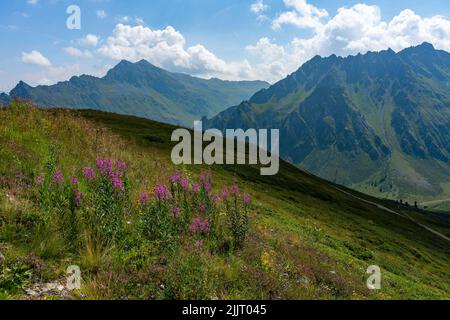 rosa pinke schmalblättrige Weidenröschen auf einer blumenübersäten Bergwiese am Schafberg, Gargellen, Montafon, mit herrlichem Blick über die Berge Foto Stock