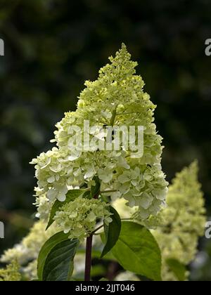 Nuova apertura Flowerhead di Hydrangea paniculata 'Vanille Fraise' su sfondo scuro Foto Stock