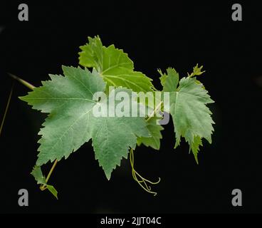 Primo piano di foglia di vite (Vitis vinifera) isolato su sfondo nero Foto Stock