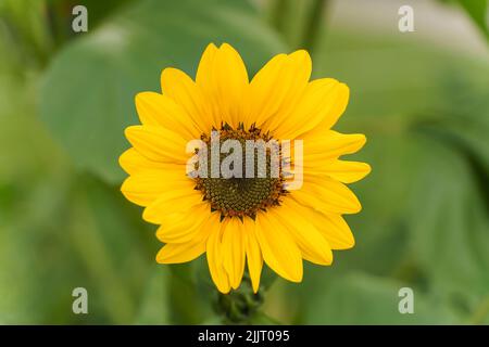 Girasole nel campo estivo. Germoglio giallo in fiore su sfondo verde. Estate, sole, concetto di agricoltura. Foto di alta qualità Foto Stock