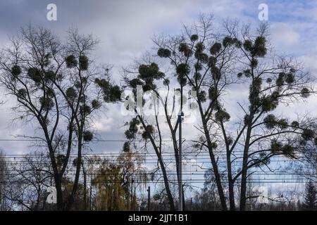 Mazzi di vischio su un albero in Polonia Foto Stock