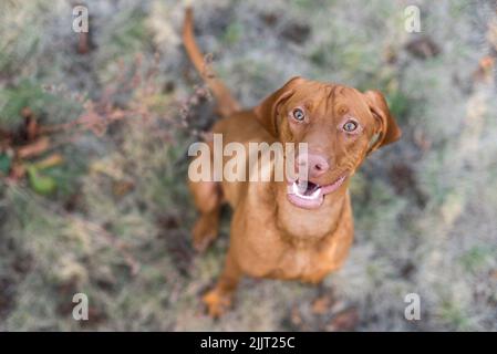 Un fuoco selettivo sparato di un cane pistola Vizsla guardando in su con un volto felice Foto Stock