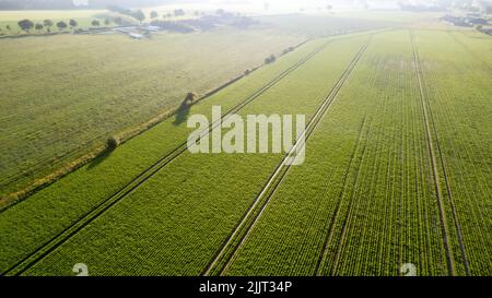 Vista aerea del drone in alto fino al sole che sorge e splende su letti di piante di patate verde maturazione cespugli. Campo paese di patata in righe. Sfondo fresco e luminoso. Vista dall'alto. Natura, raccolto, concetto di fattoria. Foto di alta qualità Foto Stock