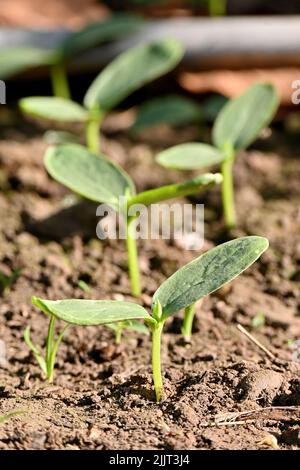 Un primo piano verticale di giovani piantine di zucca nel campo agricolo sotto il sole Foto Stock