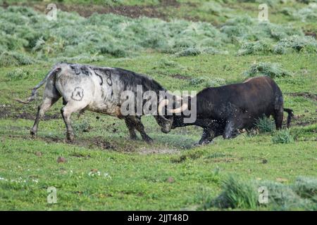 Due toro spagnolo che combattono in prato verde. toro spagnolo (toros bravos) famoso dalle tradizionali corride spagnole Foto Stock