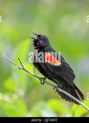 Un colpo verticale di un uccello nero alare rosso che urla Foto Stock