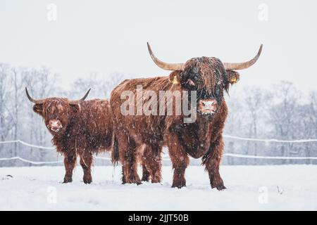 Una vista naturale del bestiame scozzese sulla neve durante l'inverno Foto Stock