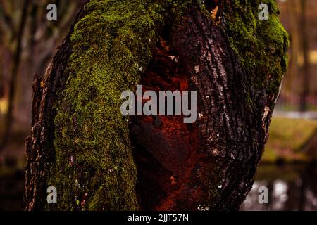 Un primo piano di un tronco di albero coperto di muschio Foto Stock